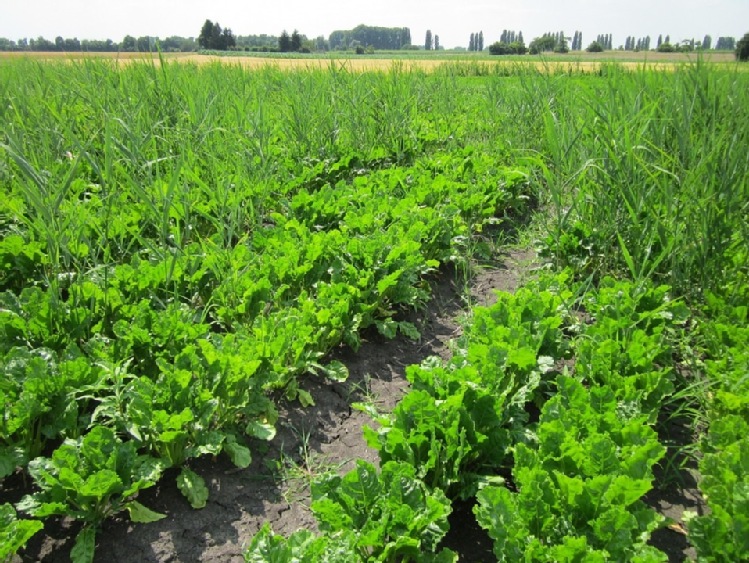 FRANCJA – AREAŁ  BURAKÓW  WZROŚNIE  PRZED  ZNIESIENIEM KWOT  PRODUKCYJNYCH